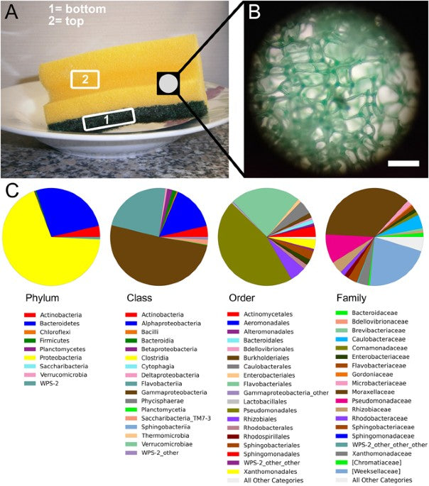 Análisis del microbioma y microscopía confocal de estropajos de cocina usados revelan una colonización masiva por especies de Acinetobacter, Moraxella y Chryseobacterium.