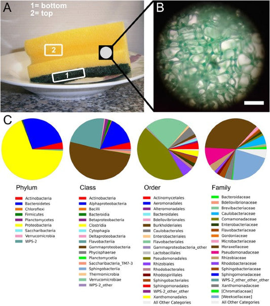 Análisis del microbioma y microscopía confocal de estropajos de cocina usados revelan una colonización masiva por especies de Acinetobacter, Moraxella y Chryseobacterium.