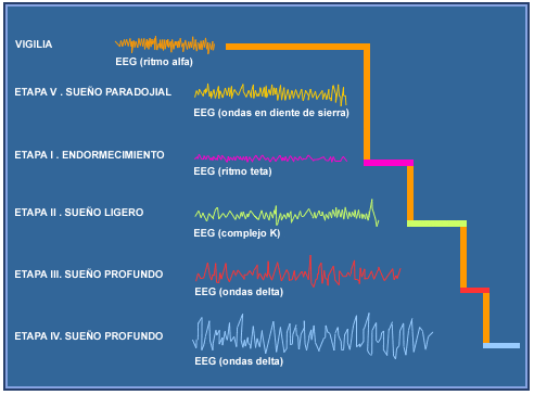 ¿Se necesita más energía para dormir… o para estar despiertos?